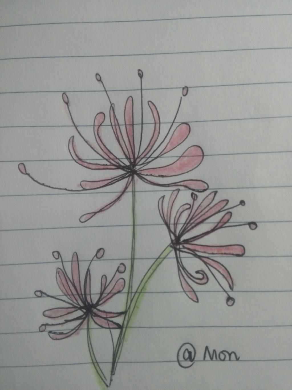 Vẽ hoa bỉ ngạn hình vẽ  vẽ hoa bỉ ngạn bằng bút chì